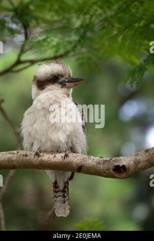 Very cute and fluffy juvenile Laughing Kookaburra resting in Jacaranda tree Stock Photo