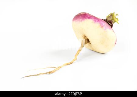 Single turnip plant isolated on white background. Fresh organic food Stock Photo