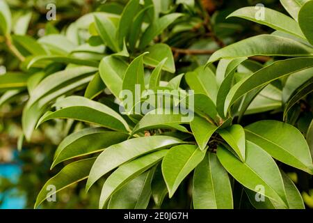 chickoo / Sapodilla fruits tree with green leafs in sunlight Stock Photo