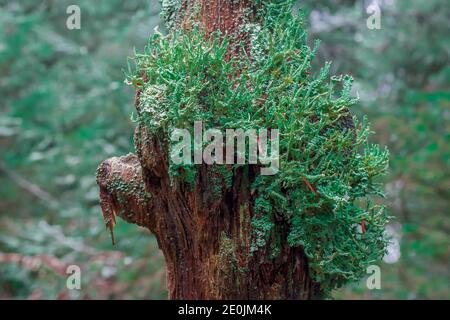 green moose growing on tree branch in forest Stock Photo