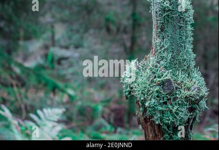 green moose growing on tree branch in forest Stock Photo