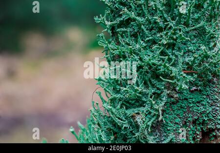 green moose growing on tree branch in forest Stock Photo