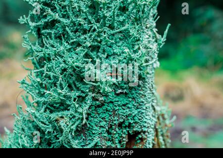 green moose growing on tree branch in forest Stock Photo