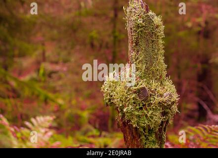 green moose growing on tree branch in forest Stock Photo