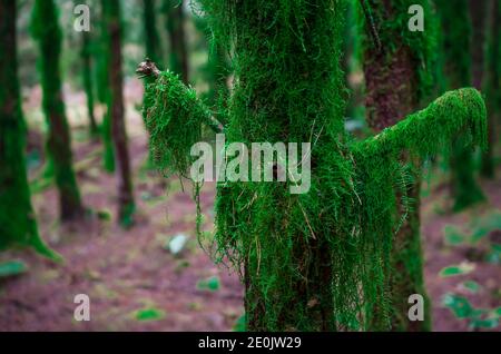 green moose growing on tree branch in forest Stock Photo