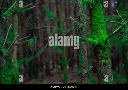 green moose growing on tree branch in forest Stock Photo