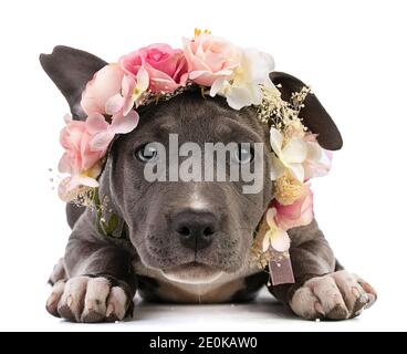 Puppy american staffordshire terrier on white background Stock Photo