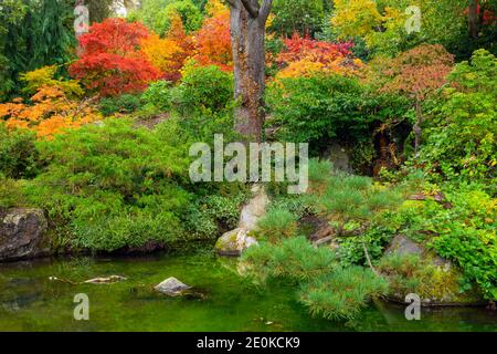 WA18953-00...WASHINGTON - Bright fall colors on the hillside above a reflecting in pool at the Japanese inspired Kubota Gardens; a Seattle city park. Stock Photo