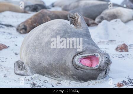 Southern Elephant Seals With Mouth Open On Beach Livingston Island ...