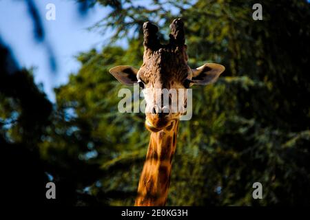 A giraffe at ZooParc de Beauval in Saint-Aignan, central France on August 22, 2012. Photo by Henri Szwarc/ABACAPRESS.COM Stock Photo