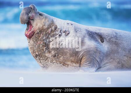 Southern elephant seal (Mirounga leonina) male roaring, Sea Lion Island, Falkland Islands, South America Stock Photo