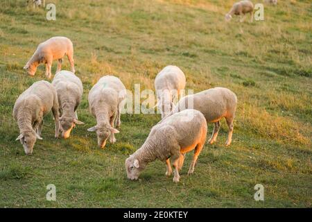 Flock of sheep eating grass on a pasture in Serbian mountain meadow of Zlatibor during a late summer evening Stock Photo