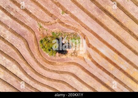 Lines of hay laying on harvested agriculture field of a cultivated farm in Central tablelands of Australia near Oberon. Stock Photo