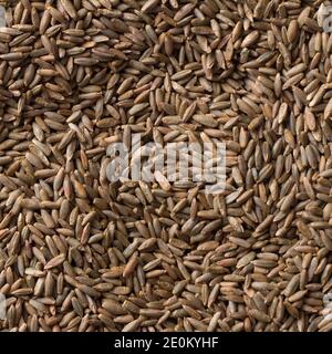 Uncooked Rye Uncooked rye grain seeds with nutrition facts on white background Stock ...