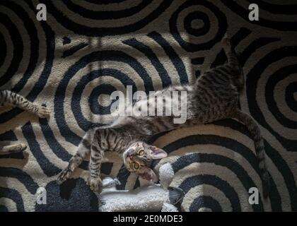 A Tabby kitten (Felis catus) plays on the carpet with a toy called a kicker. Stock Photo