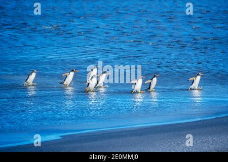 Gentoo penguins (Pygocelis papua papua) getting out of the water, Sea Lion Island, Falkland Islands, South America Stock Photo