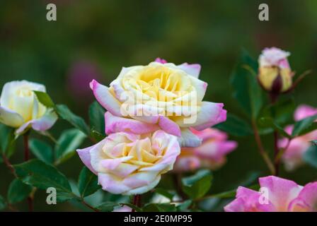 Garden roses in bloom closeup. Yellow-pink Music Box (Rosa BAIbox) breed by Ping Lim, 2012 Stock Photo