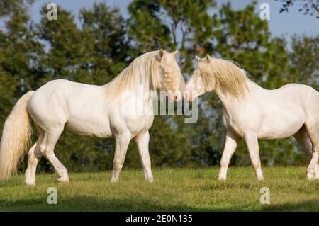 Two American White Draft Horse stallion buddies touch muzzles Stock Photo