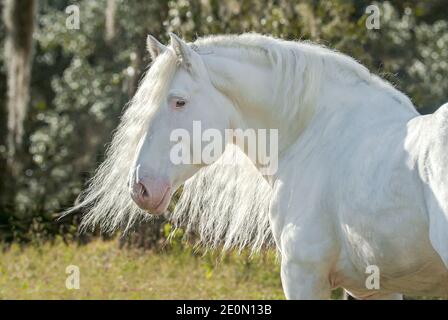 American White Draft horse stallion Stock Photo