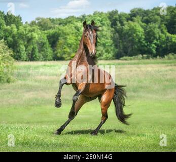 4 year old Morgan horse stallion stallion unbridled in open paddock Stock Photo