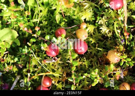 Close up of cranberries in summer in a bog area in bavaria Stock Photo