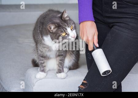 Woman cleaning black clothes with lint roller or sticky roller from grey  cats hair. Clothes in pet fur Stock Photo - Alamy