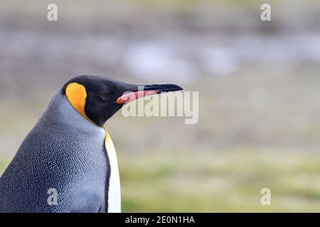King Penguin (Aptenodytes patagonicus) on the grassland plains of South Georgia island, in the Southern Atlantic Ocean. Stock Photo