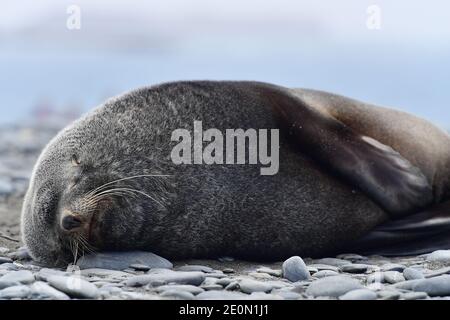 Antarctic fur seal (Arctocephalus gazella) sleeping on the pebbled beaches of South Georgia island, in the Southern Atlantic Ocean. Stock Photo