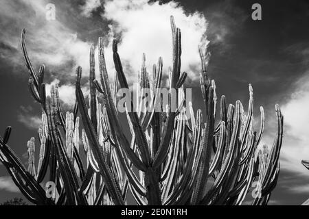 Tall green candelabra cactus i n Auckland Botanical Gardens in monochrome. Stock Photo