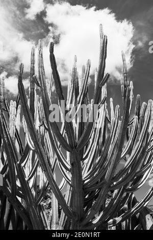 Tall green candelabra cactus i n Auckland Botanical Gardens. Stock Photo