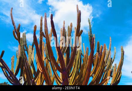 Tall green candelabra cactus i n Auckland Botanical Gardens. Stock Photo