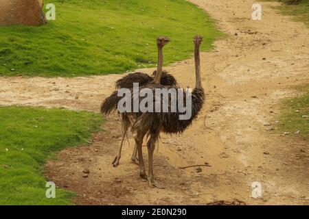 Emu Dromaius novaehollandiae adult at a farm on Kangaroo Island, South Australia. Stock Photo