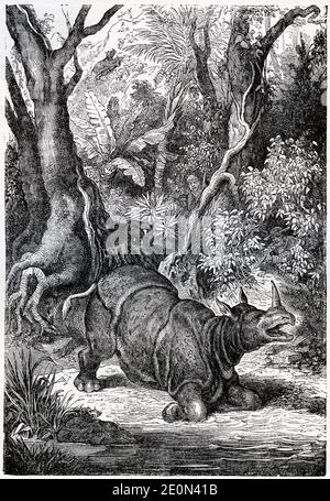 Engraving of a wounded rhinoceros in the forests of Africa Stock Photo