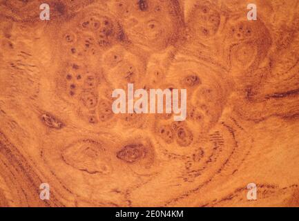 Elm root, flat polished brown wood surface with dark branches and close-up hackery pattern. Background, texture. Stock Photo