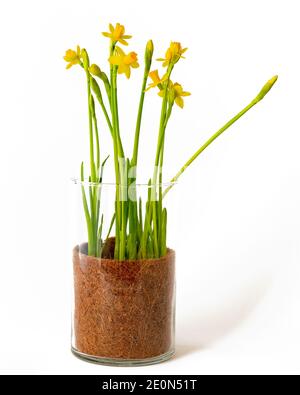 Daffodils in glass vase. Beautiful mini daffodils in bloom close up in a glass vase isolated on white background Stock Photo