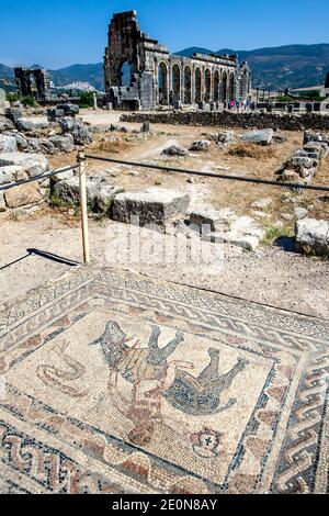 The House of Acrobat mosaic and the ruins of the Basilica at Volubilis in Morocco. Volubilis was the capital of the Roman province of Mauretania. Stock Photo