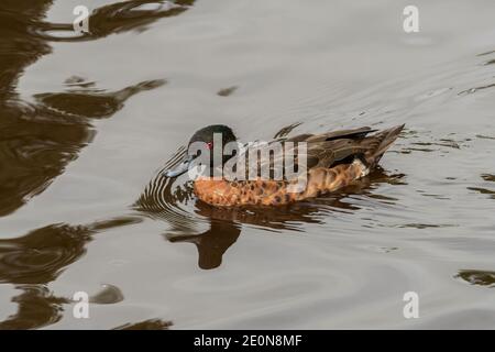 Chestnut teal duck with a reflection on the water ,whilst swimming at the wetlands in New South Wales, Australia. Stock Photo