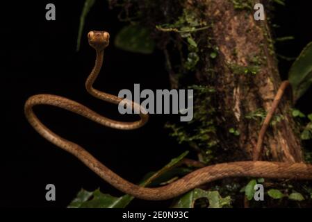 blunt headed tree snake alamy stock photo