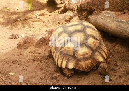 The Asian forest tortoise Manouria emys, also known as the Asian brown tortoise. Stock Photo