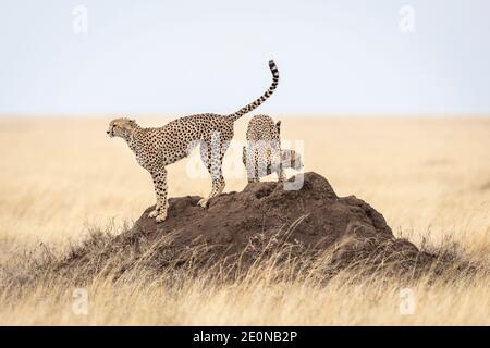 Two adult cheetah standing on a large termite mound in the middle of a grass plain in Serengeti National Park in Tanzania