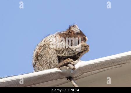 Common Marmoset (Callithrix jacchus) on the Sugar Loaf in the Town of Rio de Janeiro in Brazil Stock Photo