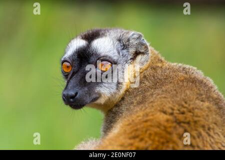 A Portrait of a brown maki, a close up of a funny lemur.