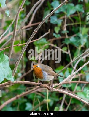 European robin - Erithacus rubecula - perched on a twig in winter Stock Photo