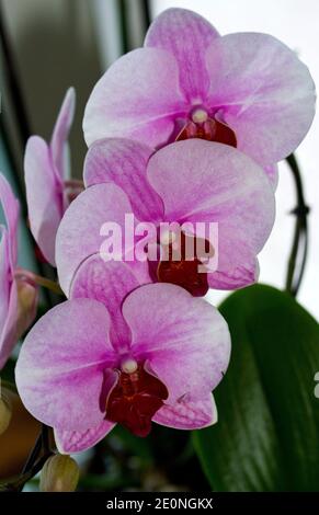 The Phalaenopsis family of orchids are the easiest members of this delicate tropical flower to grow in households. They also known as Moth Orchids Stock Photo
