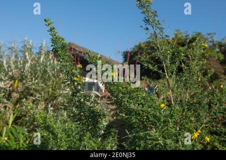 Bright Yellow Autumn Flowers on a Semi Evergreen Broom Shrub (Genista 'Porlock') with a Bright Blue Sky background Growing in a Garden in Rural Devon Stock Photo