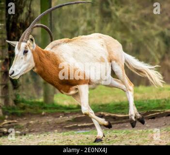 Beautiful Scimitar-horned oryx antelope running. This orange and white animal has one crooked long horn Stock Photo