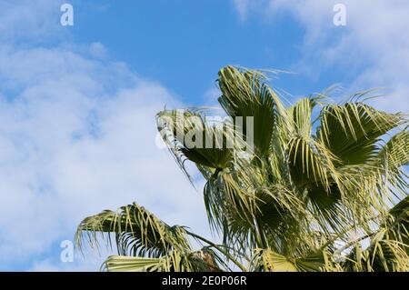 Palm tree leaves on the wind and sky with white clouds in the background Stock Photo
