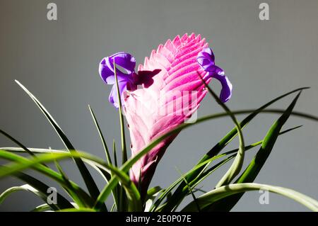 Pink quill plant, Tillandsia Cyanea, pot grown succulent plant with pink bracts that resemble ink quills, little violet flowers Stock Photo