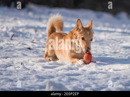 Red dog walks in the winter on the street in the snow. Stock Photo