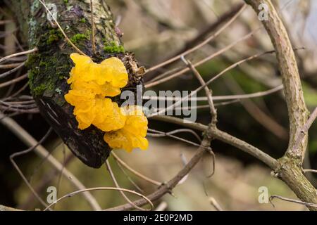 Yellow brain fungi (Tremella mesenterica) winter in wet weather soft shiny gelatinous irregular folded fruit body on old branch over small brook Stock Photo